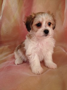 White and Red Female Teddy Bear Puppy for Sale Ready Christmas 2012|Puppy Named Christmas
